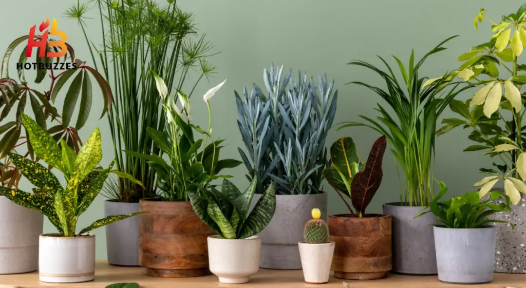 Best trending Houseplants to Buy in 2026