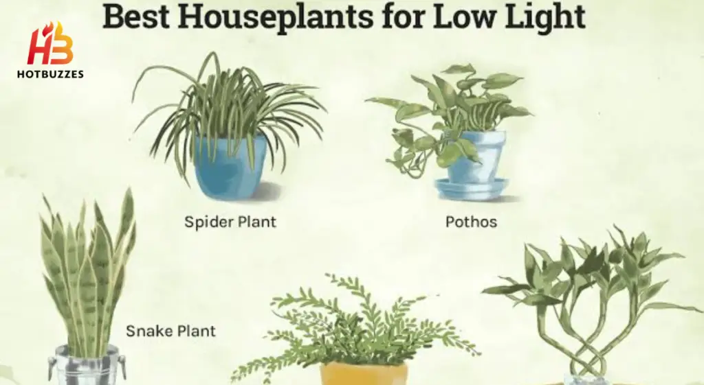 Best Low Light Indoor Plant