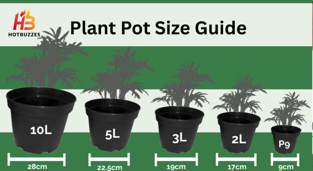 Choose the Right Pot Size for Plants