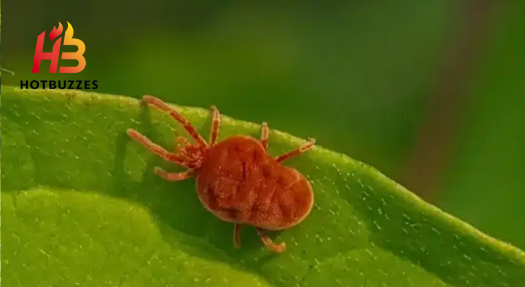 Early Signs of Spider Mites How to Identify and Control Them