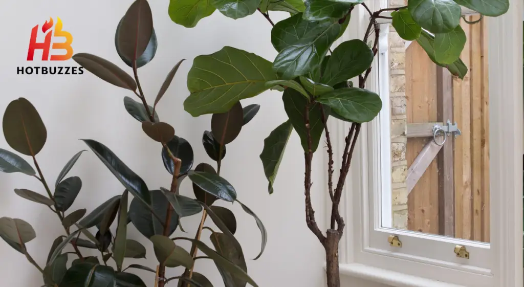 How to Grow and Care for Fiddle Leaf Fig
