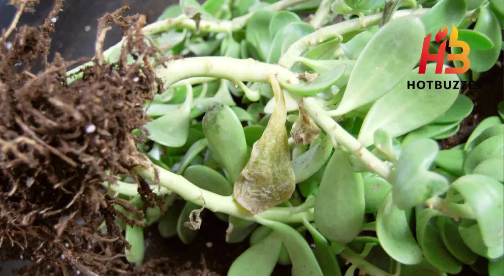 How to Prevent and Treat Root Rot in Houseplants