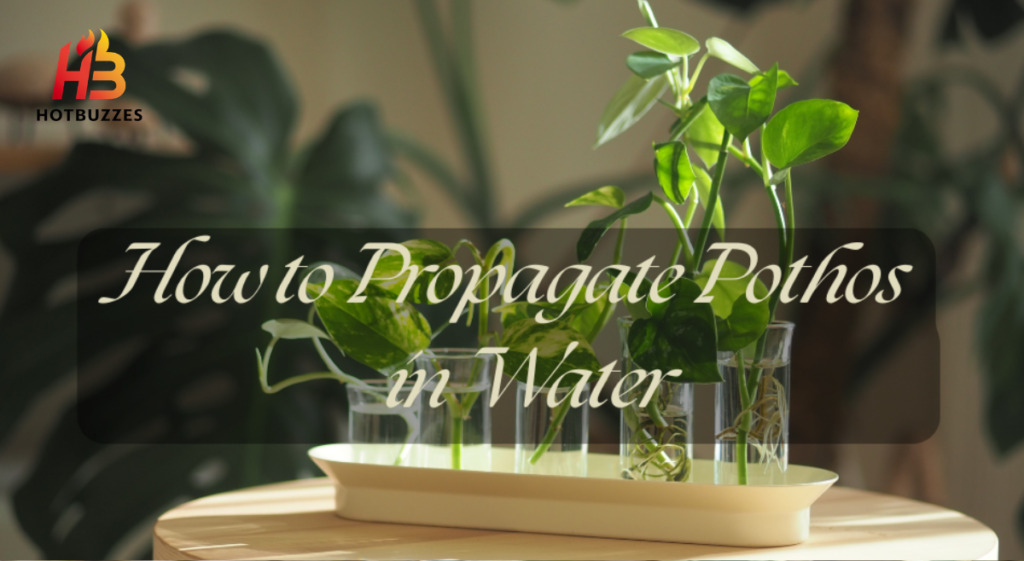 How to Propagate Pothos Plants