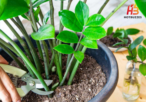 How to Propagate ZZ Plants, 3 Ways