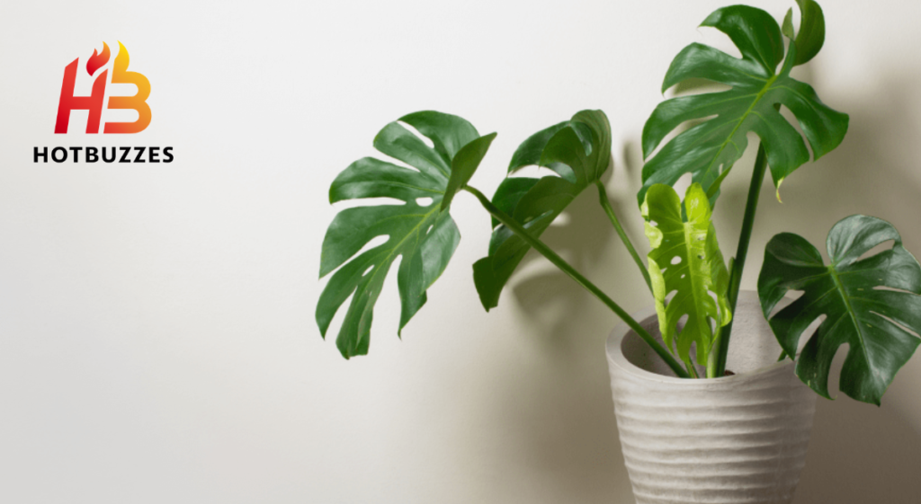 Monstera Care Guide Tips for Healthy Plant Growth