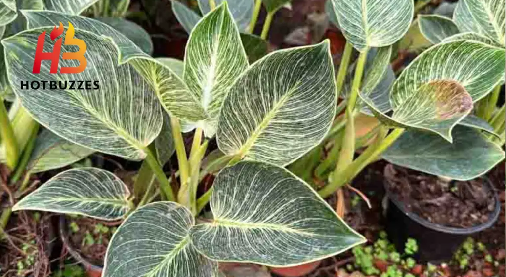 Philodendron Birkin Care & Growing Guide