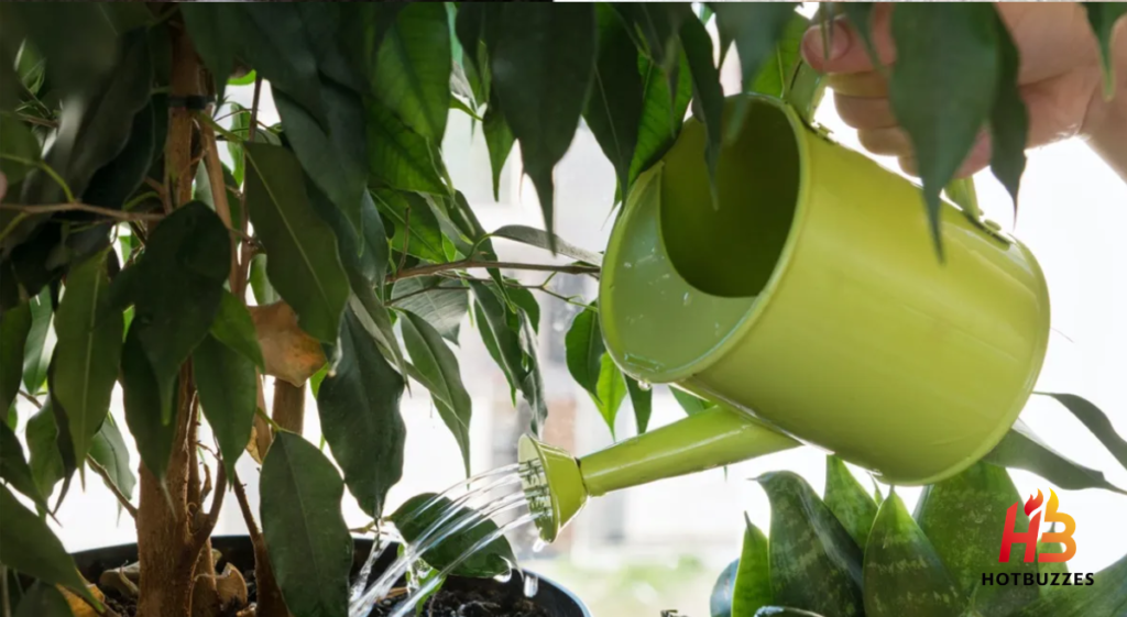 Signs of Overwatering Plants