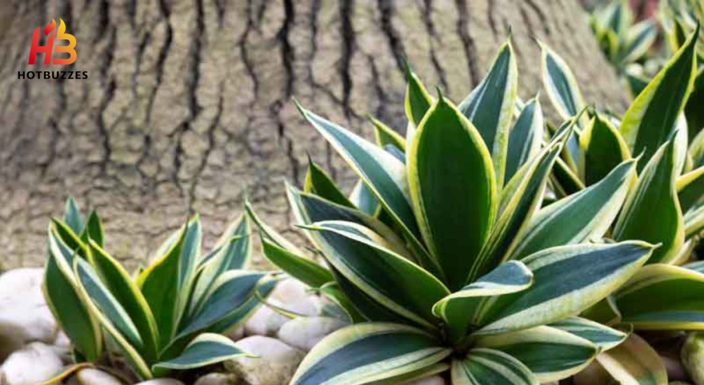 Snake Plant Care and Best Varieties