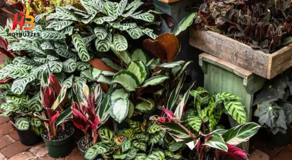 Variegated Indoor Plants