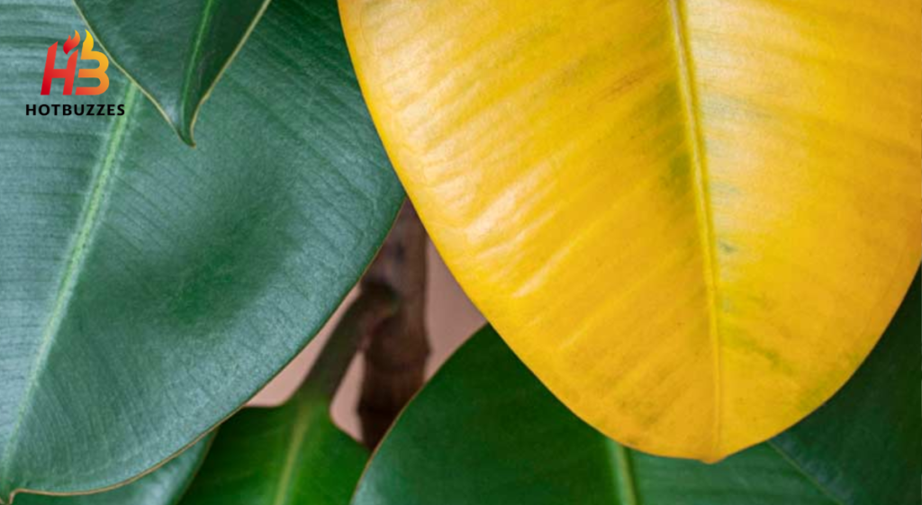 Why Plant Leaves Turn Yellow and How to Fix Them