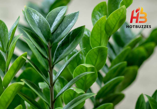 ZZ Plant (Zanzibar Gem) Growing & Care Tips