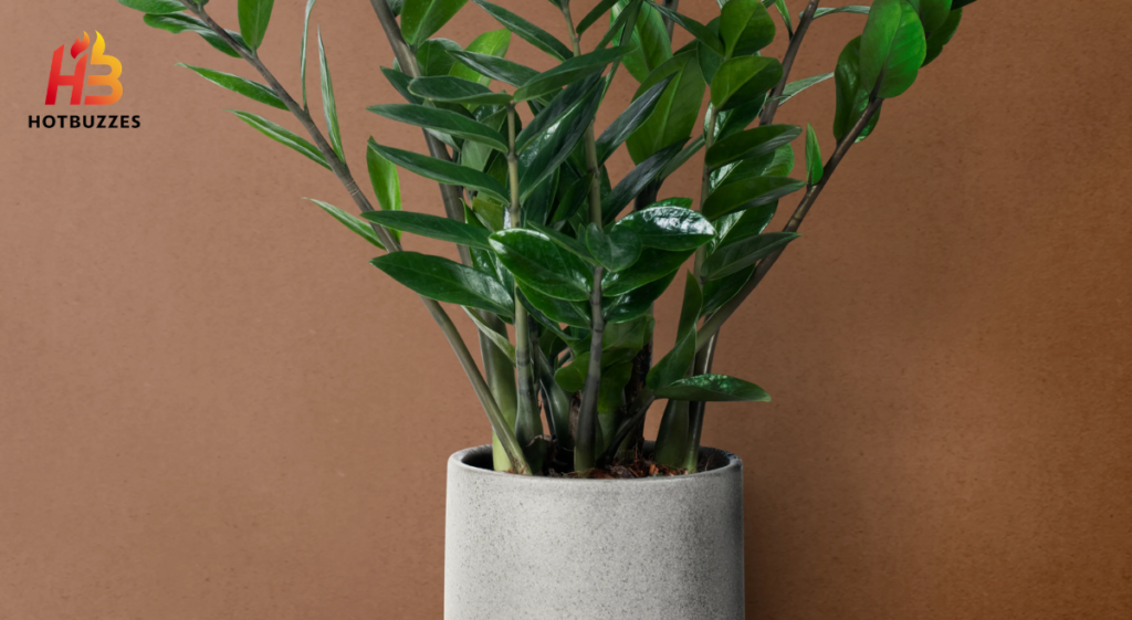 ZZ plant Zamioculcas zamiifolia