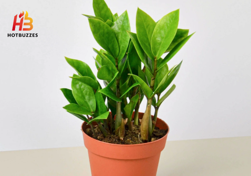Zamioculcas Zamiifolia 'ZZ'
