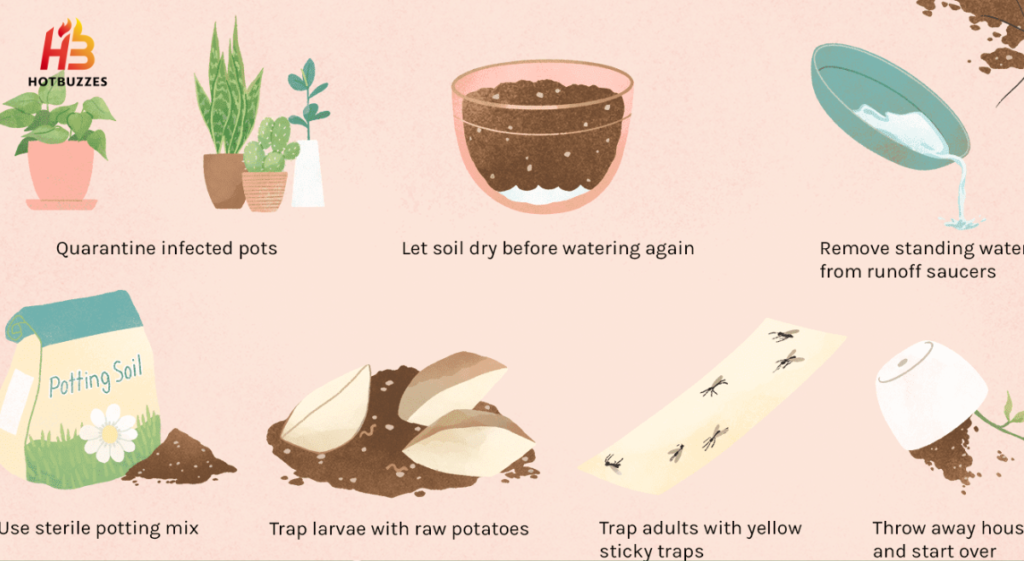 how to get rid of gnats in houseplants_