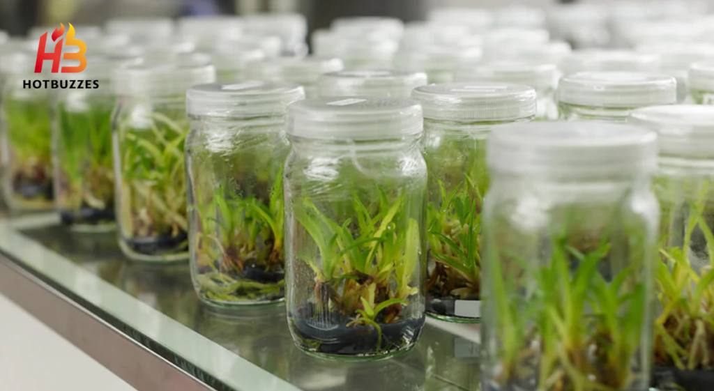 Advantages and Disadvantages of Plant Tissue Culture