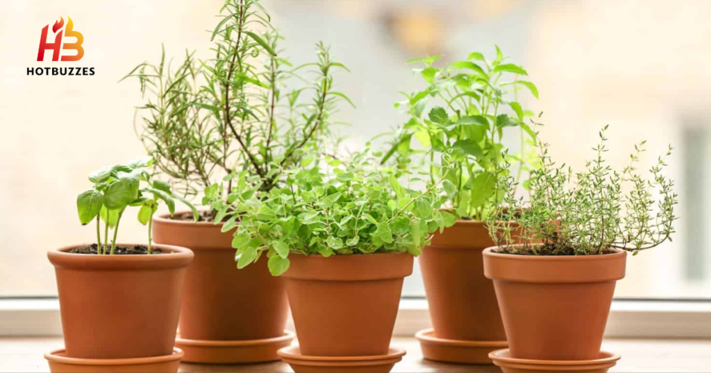 Best Herbs for a Kitchen Windowsill Garden