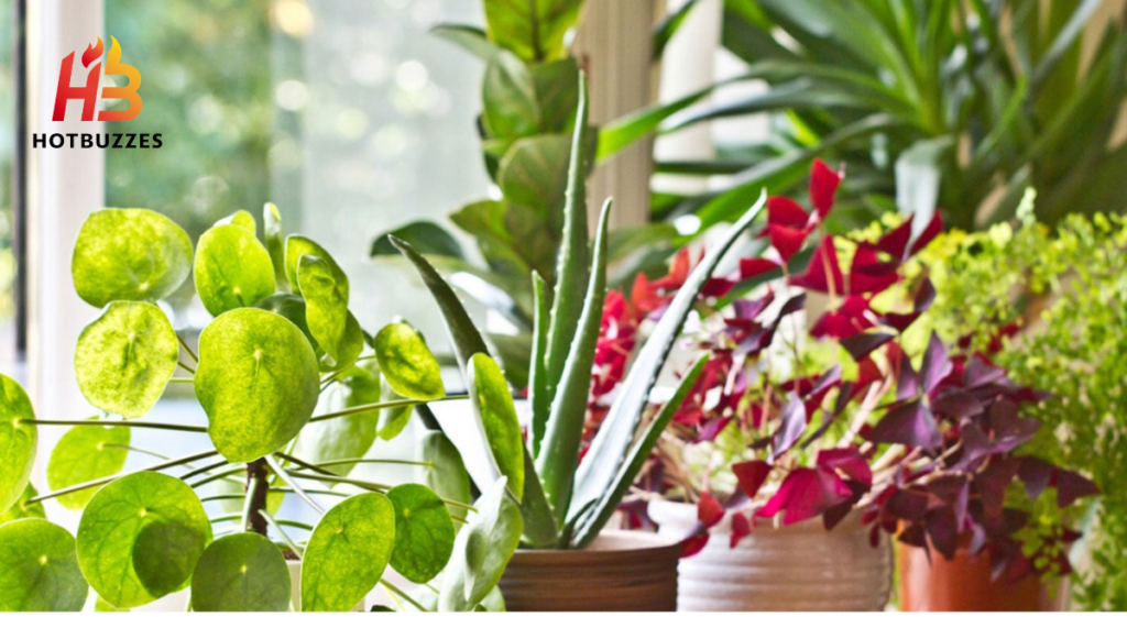 Best Houseplants for 2026