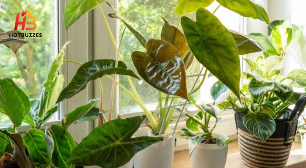 Collectible houseplants is a top trend for 2026
