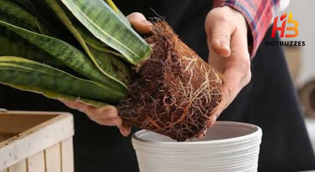 Complete Guide To Repotting Houseplants