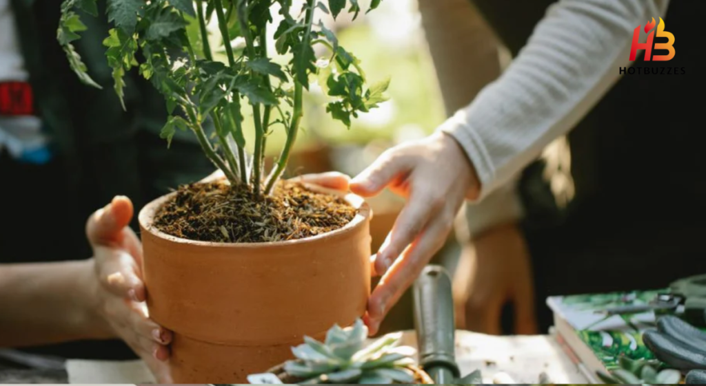 Fertilizer for Plants