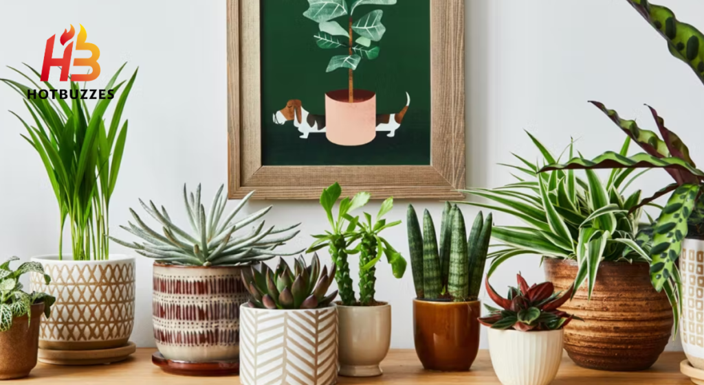 Home Plants
