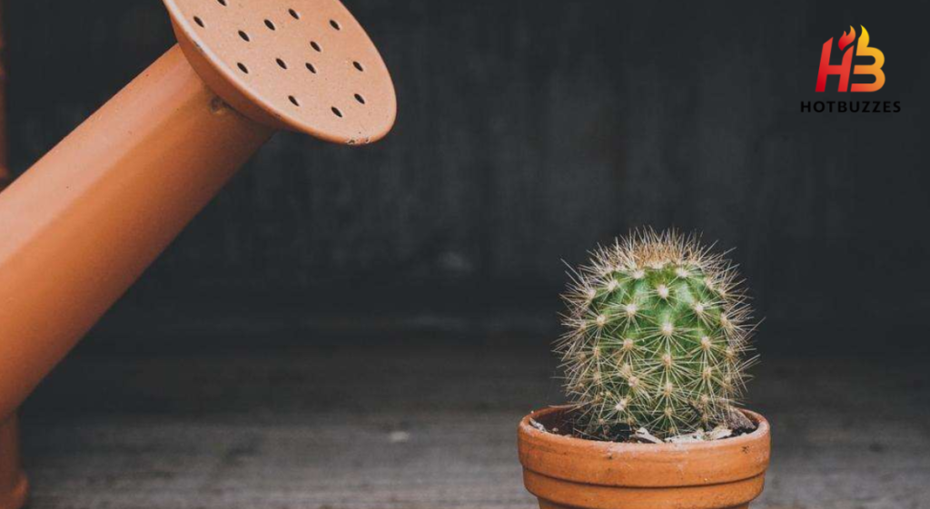 How Often Should You Water House Plants