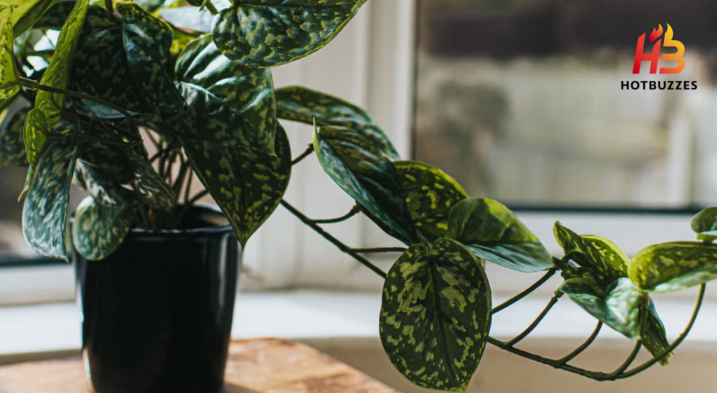 How To Look After Houseplants In Autumn How Often To Water & Feed