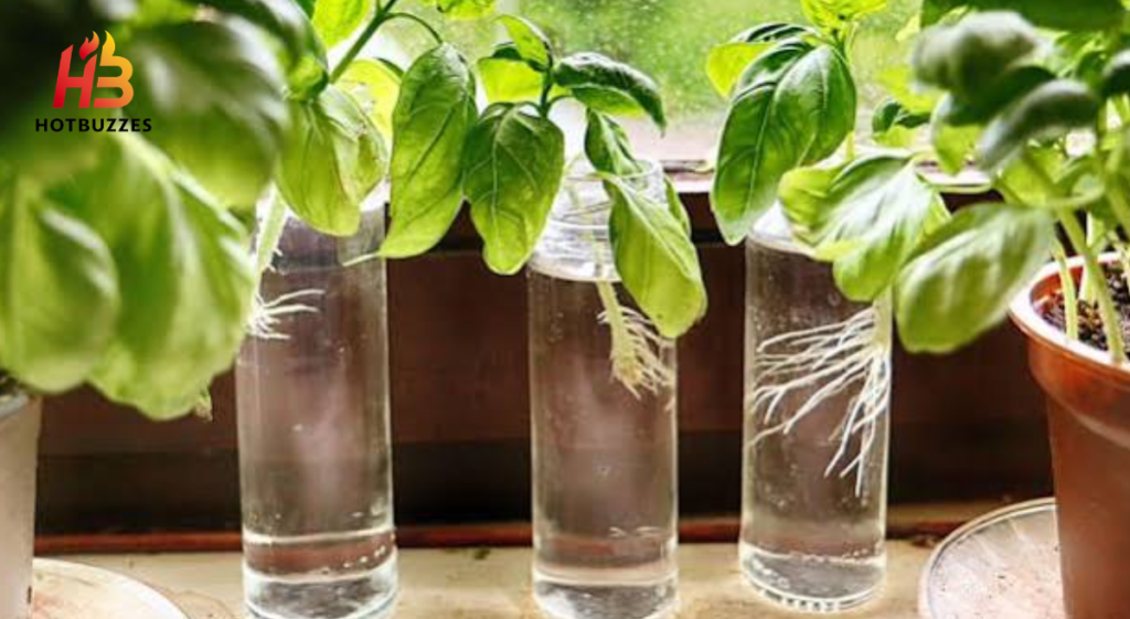 How to Grow Basil Indoors
