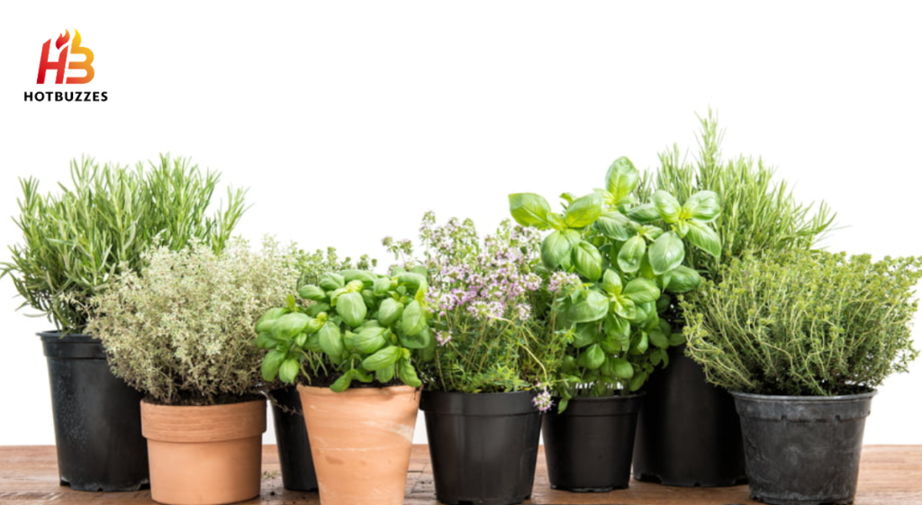 How to Grow Herbs Indoors Year-Round