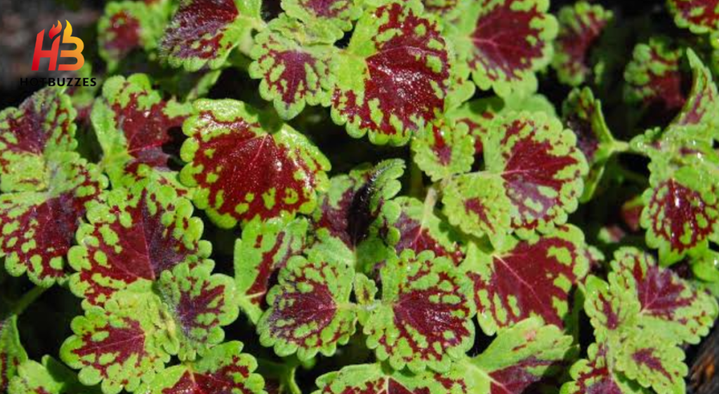 How to Grow and Care for Coleus Plants