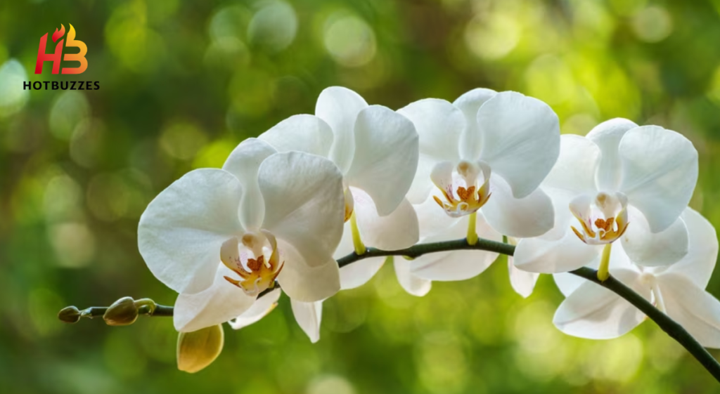 How to grow orchids like a professional gardener