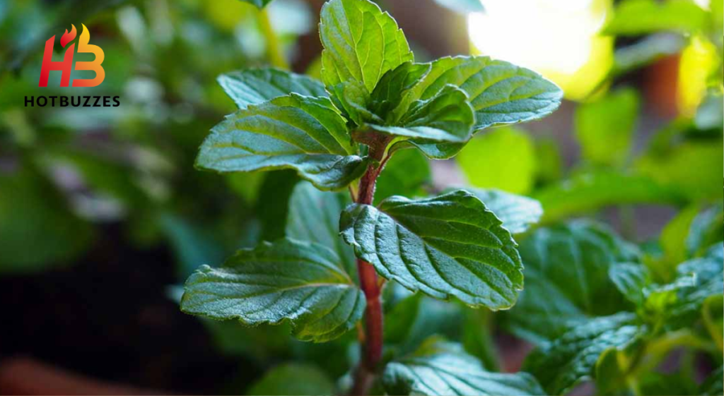 Tips for Growing Mint Indoors