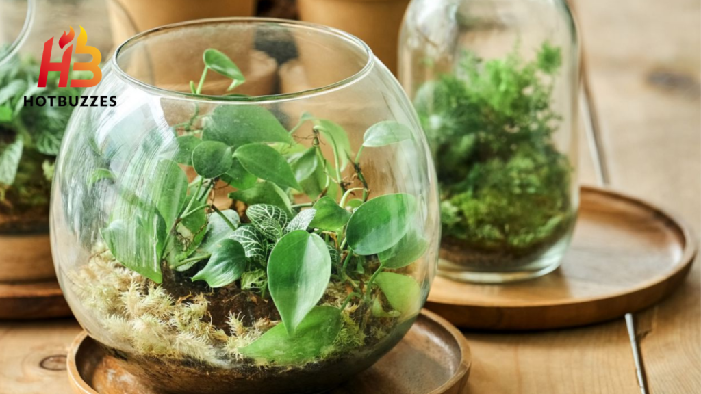 Closed Terrarium vs. Open Container Gardening