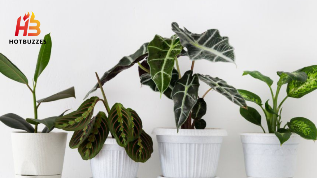 Houseplants 2026 reviews