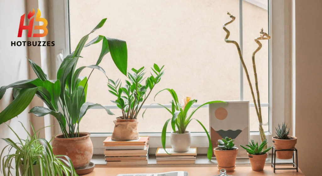 Houseplants for Students