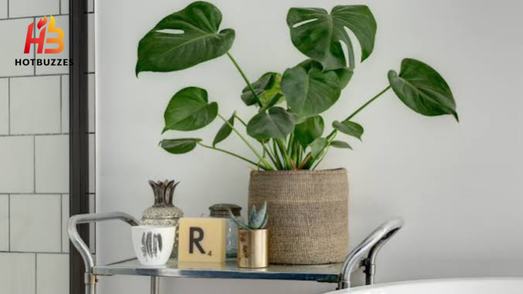 How to Propagate Monstera