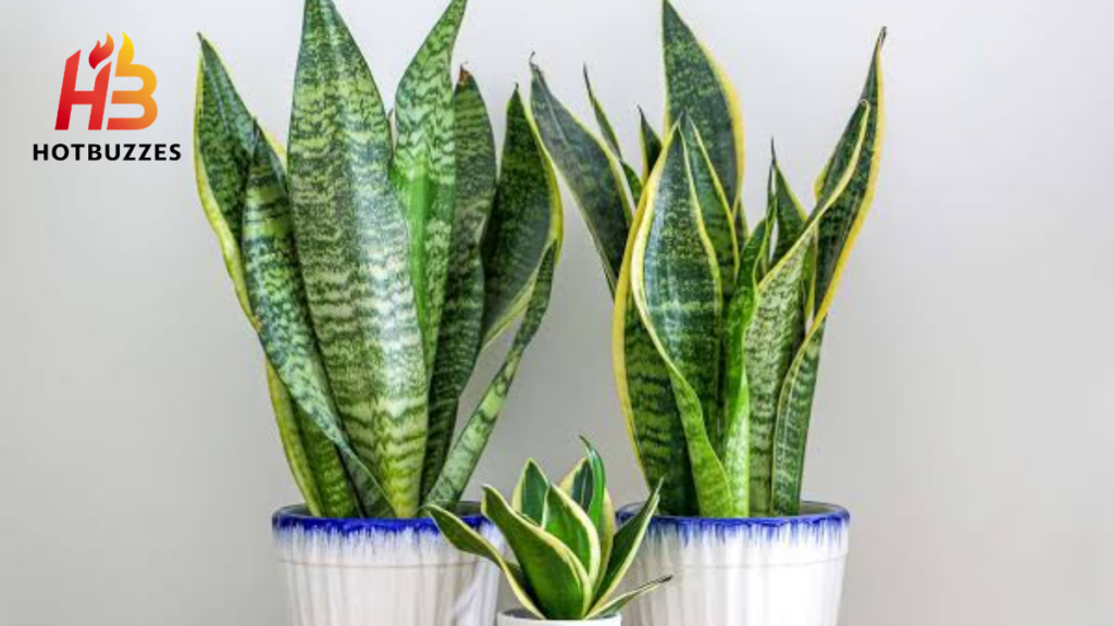 How to Propagate a Snake Plant