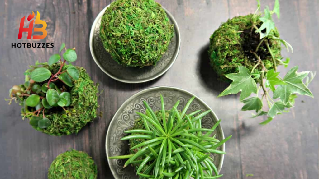 How to make super easy Kokedama Moss Ball