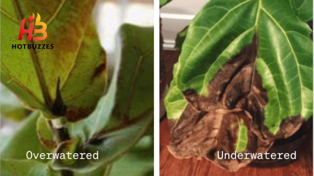 Overwatering vs Underwatering