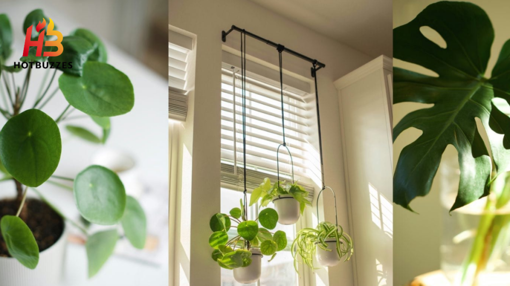 Best Houseplants for Home Decor