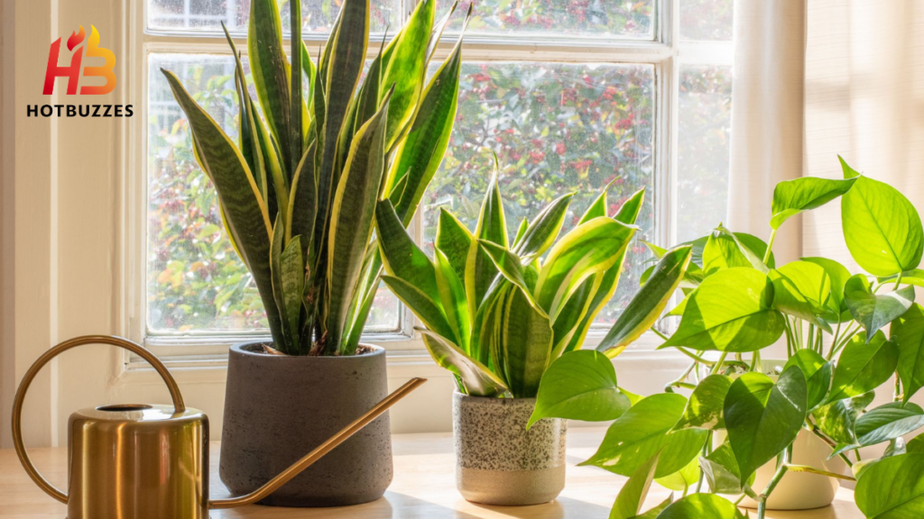Care for Houseplants in Winter