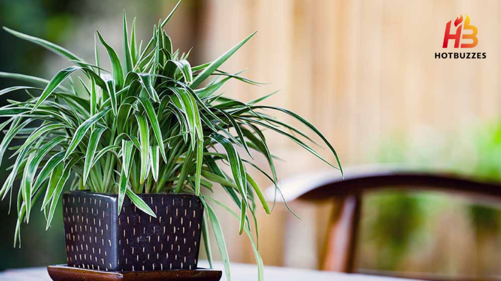 Guide to Basic Care of Houseplants