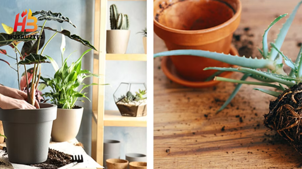 Houseplant Repotting & Fertilizing