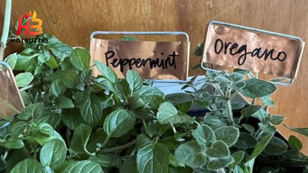 How to Grow Fresh Herbs Indoors Year-Round