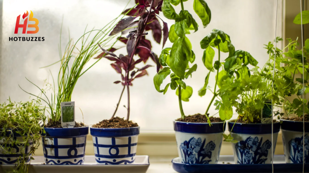 How to Grow Herbs on Your Windowsill