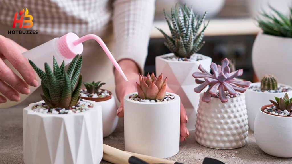 How to Prevent and Manage Rotting in Succulents