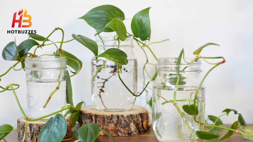 How to Propagate Philodendron Cuttings