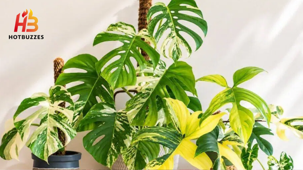 How to Spot a Fake Plant