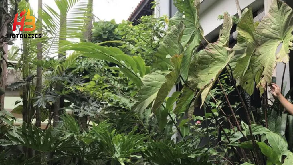 Rise and Fall of Rare Plant Prices