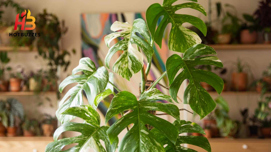 Variegated HousePlants Price